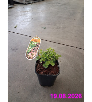 Spiraea betulifolia 'Tor Gold'® C 1,4 L